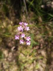 Verbena litoralis
