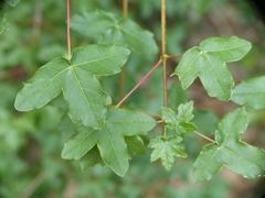 Acer monspessulanum
