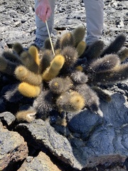 Brachycereus nesioticus