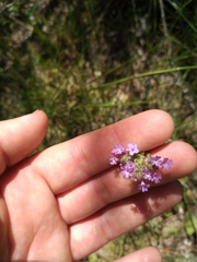 Verbena litoralis