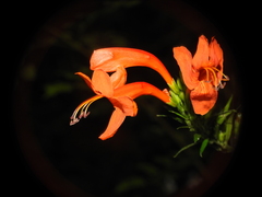 Tecomaria capensis