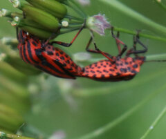 Graphosoma italicum italicum
