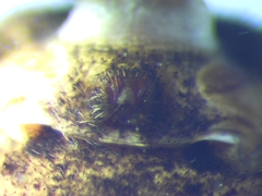 Bassaniodes bufo