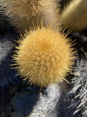 Brachycereus nesioticus