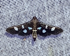Desmia octomaculalis
