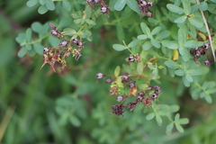 Hypericum perforatum