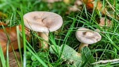 Lactarius glyciosmus