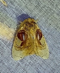 Arrhenophanes perspicilla