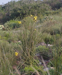 Bobartia orientalis