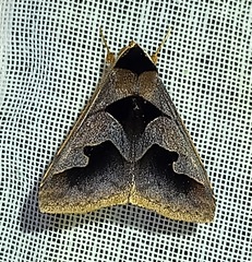 Anoba trigonoides