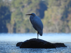 Ardea alba egretta