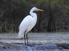 Ardea alba egretta
