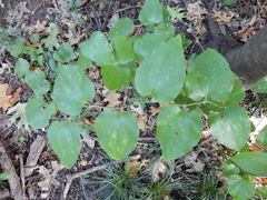 Smilax tamnoides