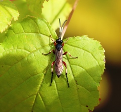 Ichneumon sarcitorius