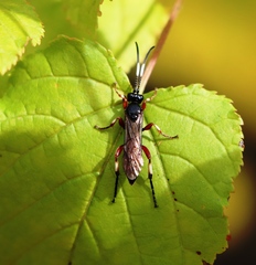 Ichneumon sarcitorius