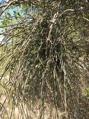Ephedra tweedieana