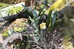 Dendrobium speciosum