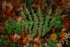 Dryopteris dilatata