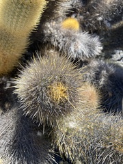 Brachycereus nesioticus
