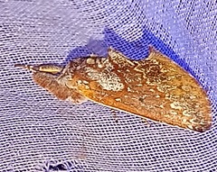 Hemiceras sparsipennis