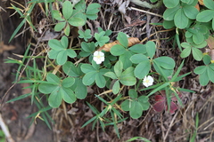 Potentilla alba