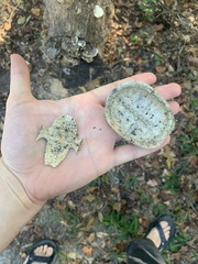 Kinosterninae