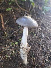 Amanita constricta
