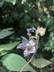 Solanum didymum