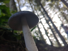 Amanita constricta