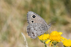 Cercyonis oetus pallescens