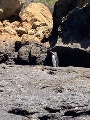 Spheniscus mendiculus