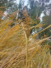 Echinochloa pyramidalis