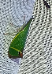 Odontoptera carrenoi