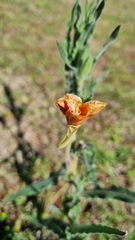Oenothera mollissima
