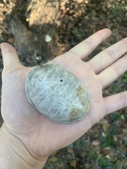 Kinosterninae