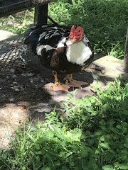 Cairina moschata domestica