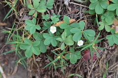 Potentilla alba