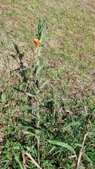 Oenothera mollissima