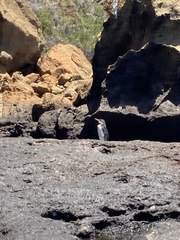 Spheniscus mendiculus