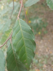 Elaeagnus umbellata