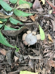 Myriostoma
