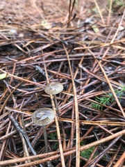 Mycena capillaripes