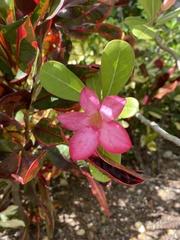 Neriinae