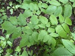 Aruncus dioicus