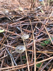 Mycena capillaripes