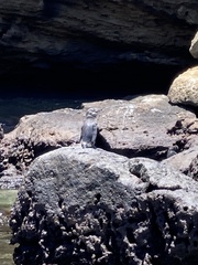 Spheniscus mendiculus