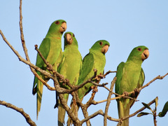 Psittacara holochlorus