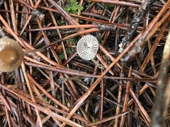 Mycena capillaripes