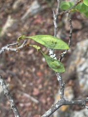 Dalbergia nitidula