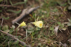 Narcissus bulbocodium